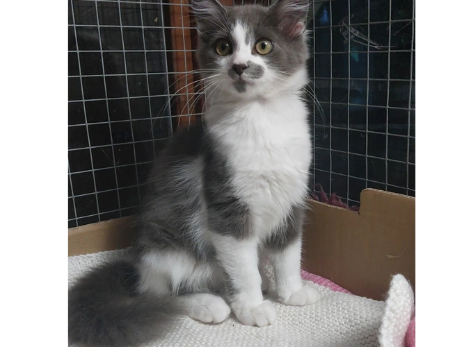 Dorian (Kitten)
