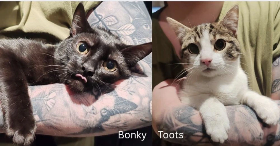 Bonky and Toots