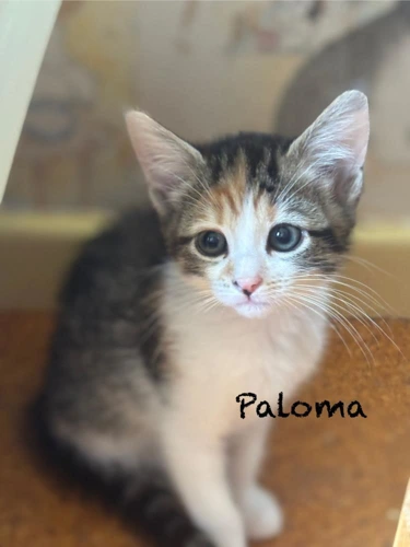 Kitten Paloma