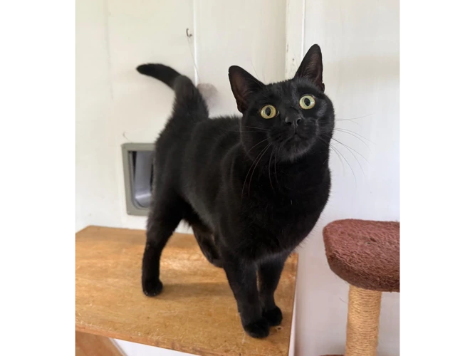 Coco