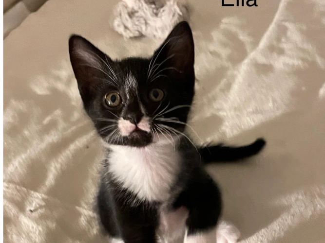 Ella