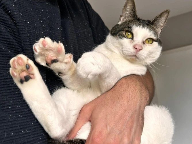 5-year-old Remy