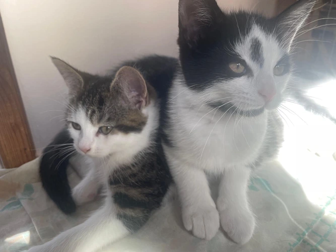 Orla and Odette