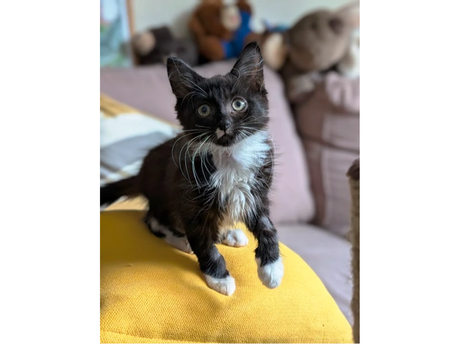 Little Bear