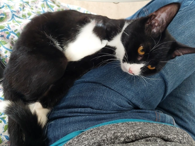 Merlin (6 months old)