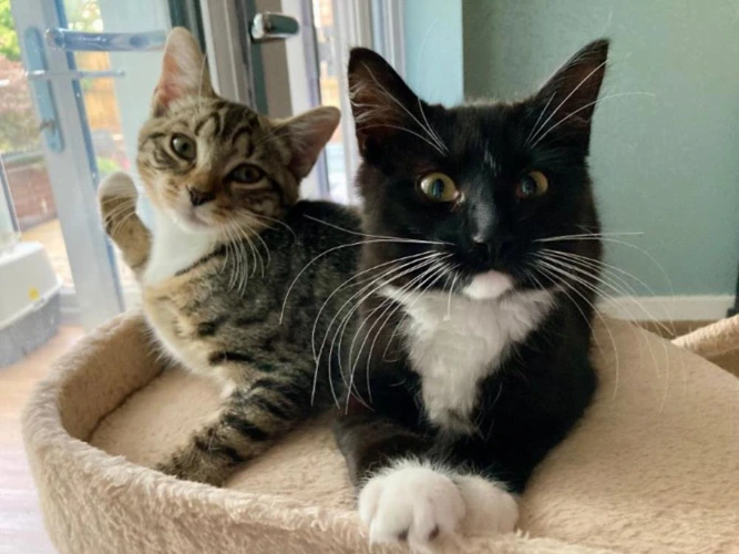 Cotton and Angel