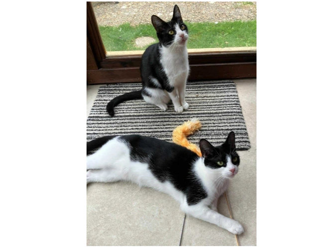 Stella and Star