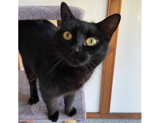 Sybil