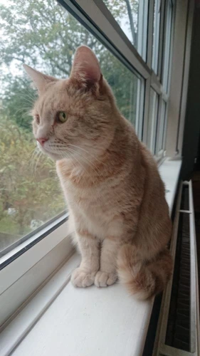 Herbert