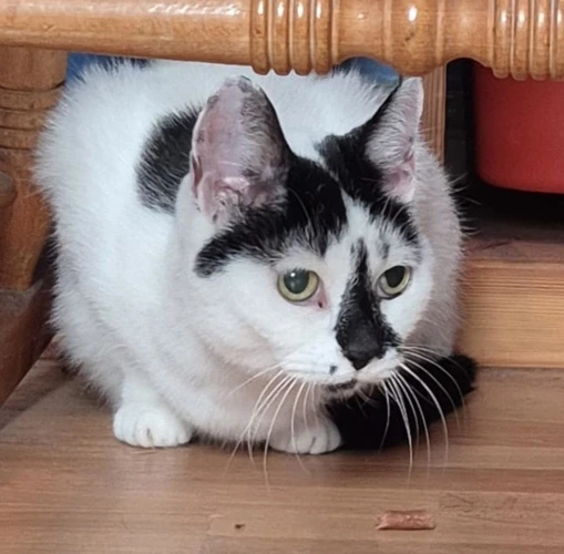 Rosie