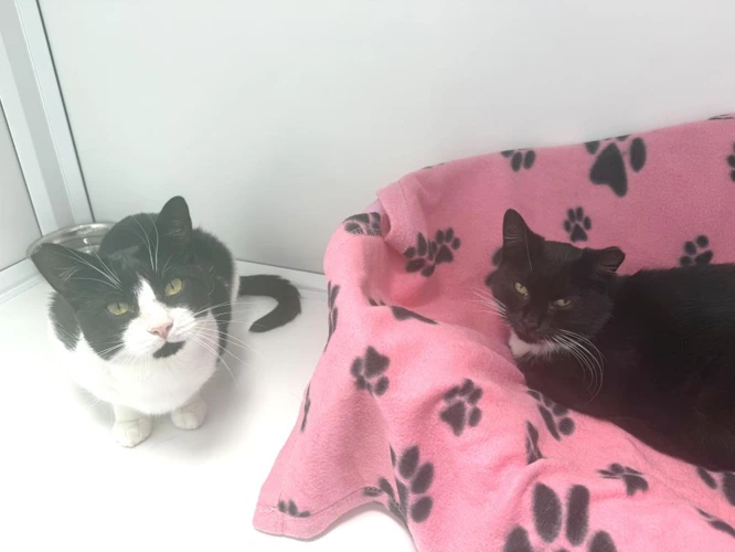 Caitlin and Tommy