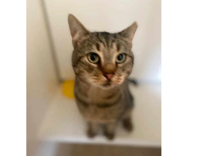 Oliver