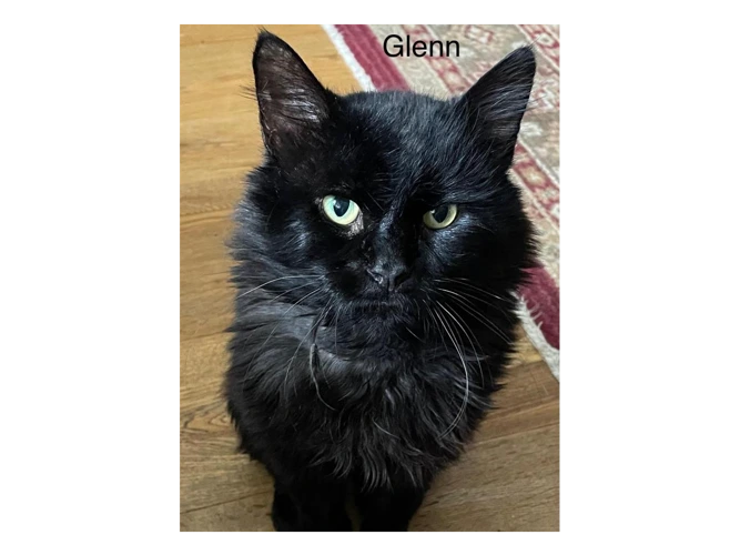 Glenn