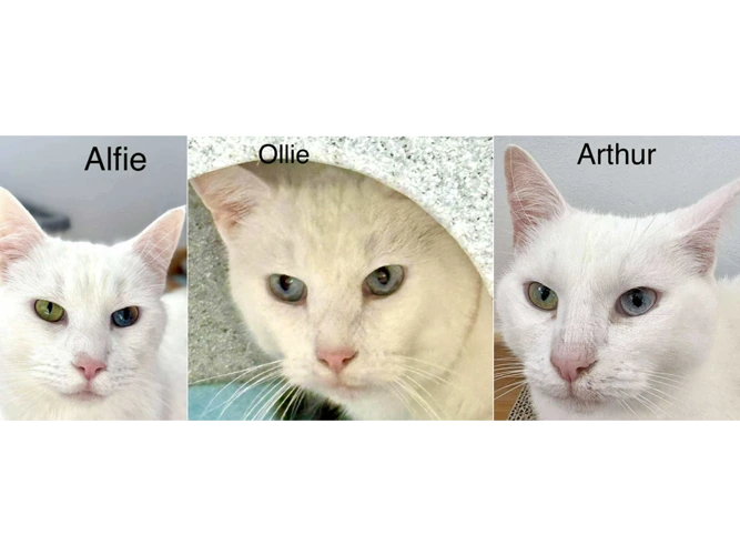 Alfie, Arthur and Ollie