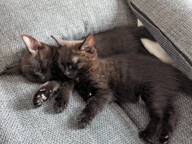 11-week-old Shadow and Scarlet