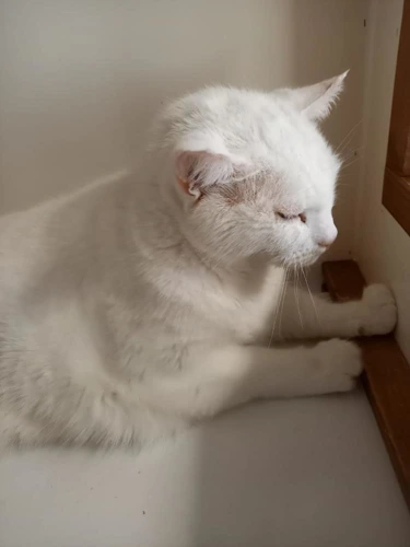 Tom