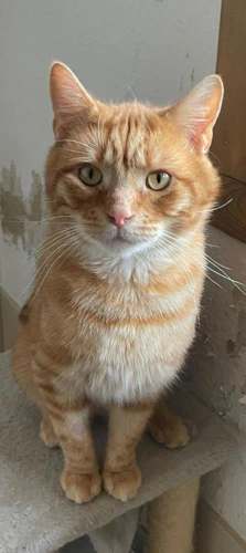 Topcat
