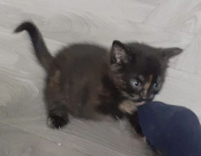 Nutmeg