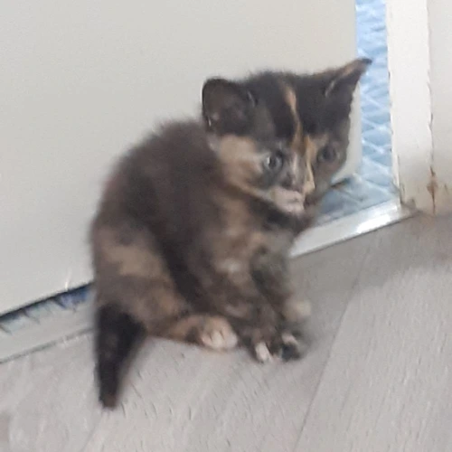 Cinnamon