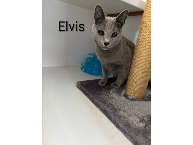 Elvis