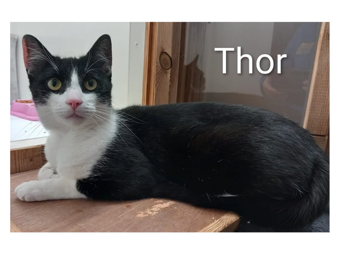 Thor