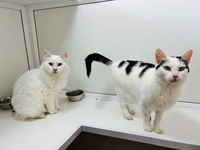 Blossom and Snowball