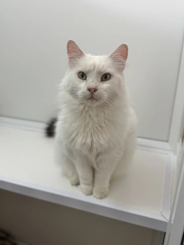 Snowball and Blossom