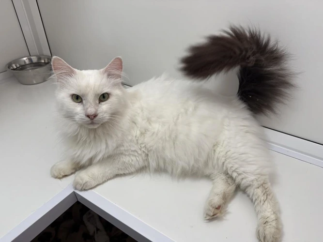 Snowball and Blossom