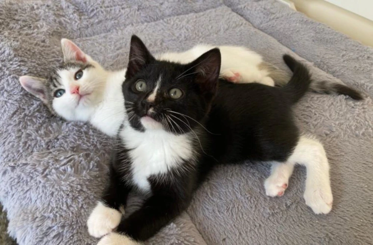 Diego and Sid
