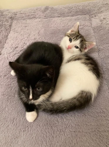 Diego and Sid