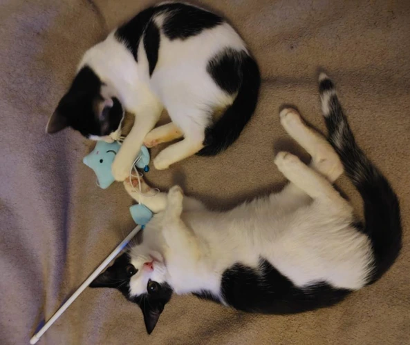 Ziggy and Zippy