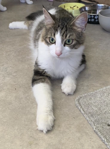 Felix