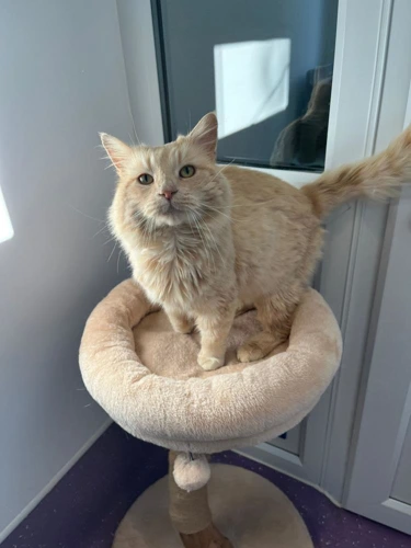 Mr Meowgi