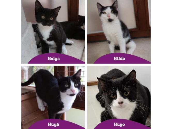 Hilda, Helga, Hugh & Hugo