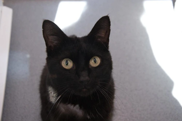 Maude