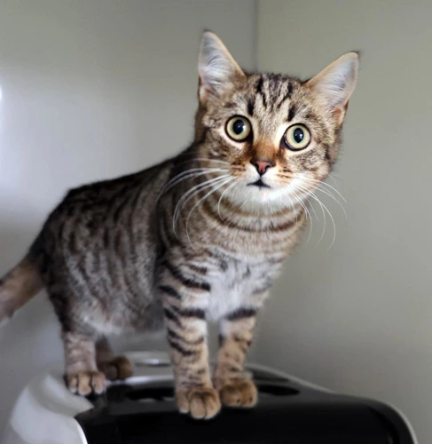 Merlin