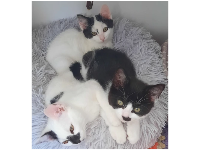 Oreo and Ace
