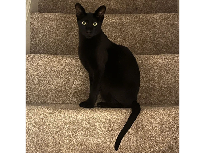 Louie