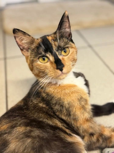 Zada
