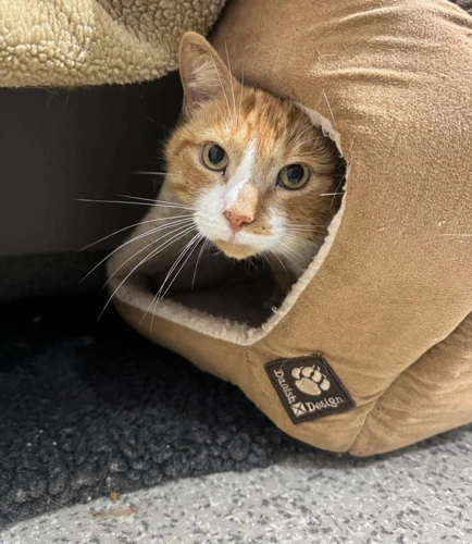 Hamish