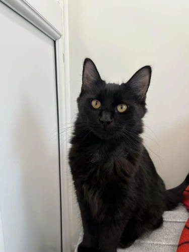 Ollie