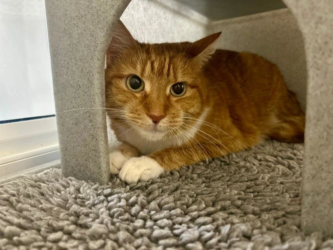 Oscar