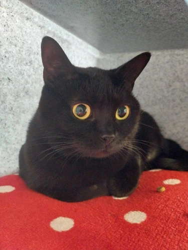 Binx