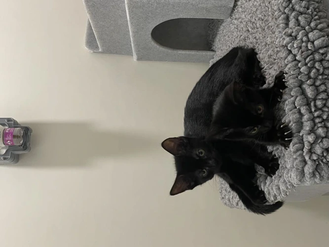 Cazuela and Cinco Cerros 11w Kittens