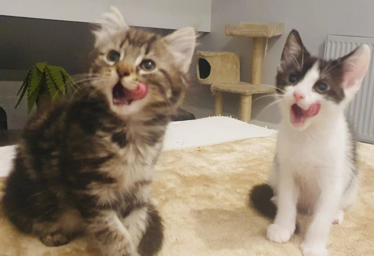 Franky and Fudge