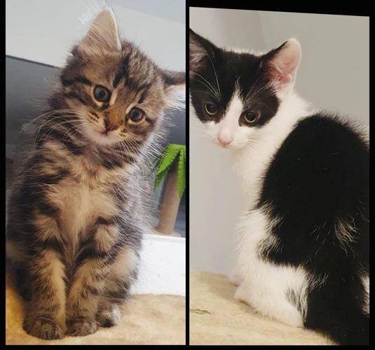 Fudge and Franky