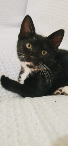 Delilah