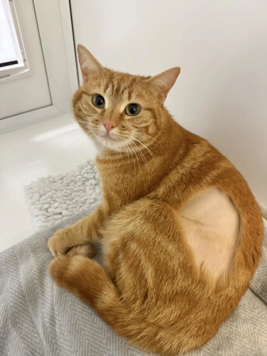 Pippa