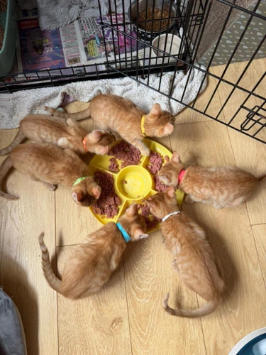 Ginger kittens