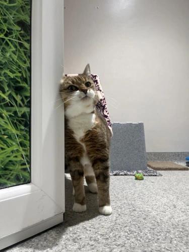 Mia